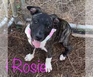American Pit Bull Terrier-Unknown Mix Dogs for adoption in Brooksville, FL, USA