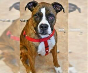 Boxer-Unknown Mix Dogs for adoption in Niagara Falls, NY, USA