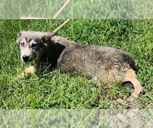 Siberian Husky-Unknown Mix Dogs for adoption in Wetumpka, AL, USA