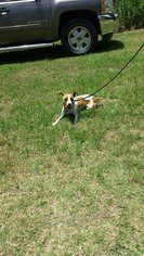 Medium Photo #1 Jack Russell Terrier-Unknown Mix Puppy For Sale in Livingston, TX, USA