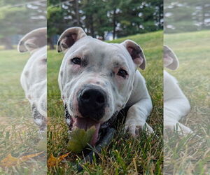 American Pit Bull Terrier-Unknown Mix Dogs for adoption in Kewanee, IL, USA