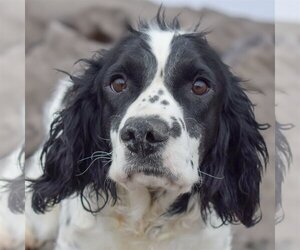 English Springer Spaniel Dogs for adoption in Huntley, IL, USA