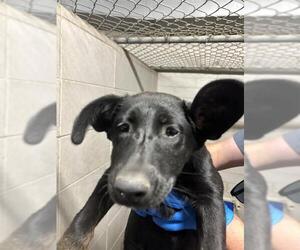 German Shepherd Dog Dogs for adoption in Stockton, CA, USA