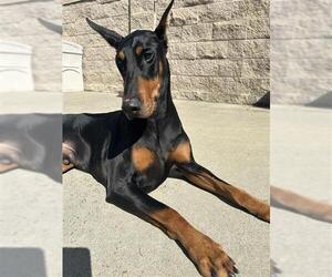 Doberman Pinscher Dogs for adoption in Fremont, CA, USA