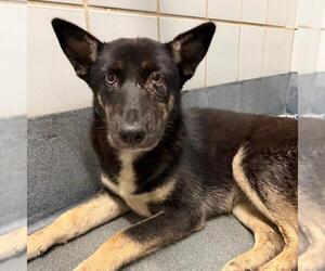 Siberian Husky-Unknown Mix Dogs for adoption in San Antonio, TX, USA