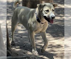 Anatolian Shepherd-Unknown Mix Dogs for adoption in Santa Barbara, CA, USA