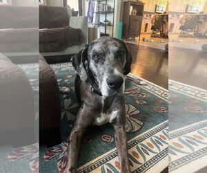 Great Dane Dogs for adoption in Bullard, TX, USA