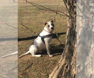 American Bulldog-Unknown Mix Dogs for adoption in Grand Prairie, TX, USA