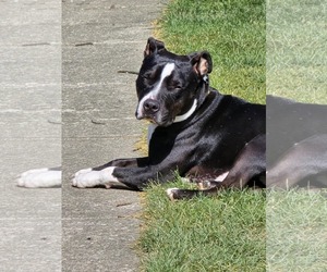 American Pit Bull Terrier-Unknown Mix Dogs for adoption in Germantown, OH, USA