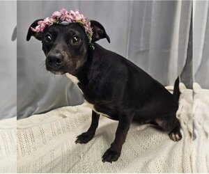 Chiweenie Dogs for adoption in Coldwater, MI, USA