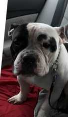 Bulldog Dogs for adoption in Wenonah, NJ, USA