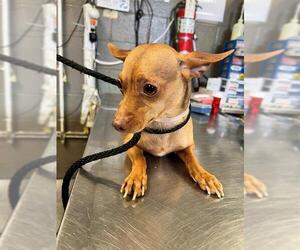 Chihuahua-Unknown Mix Dogs for adoption in Downey, CA, USA