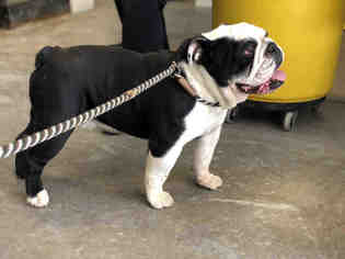 Bulldog Dogs for adoption in Fremont, CA, USA