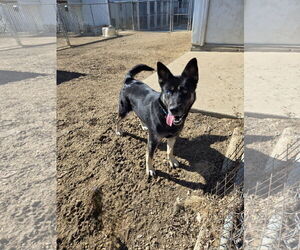 German Shepherd Dog-Unknown Mix Dogs for adoption in Maquoketa, IA, USA