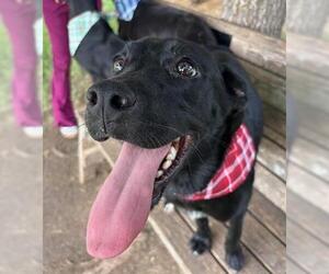 Labrador Retriever-Unknown Mix Dogs for adoption in Tulsa, OK, USA