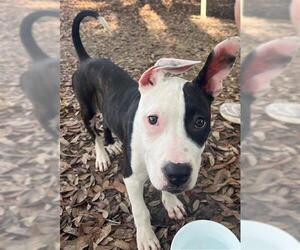 American Staffordshire Terrier-Unknown Mix Dogs for adoption in Tallahassee, FL, USA