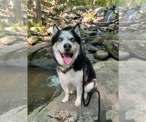 Medium Photo #3 Siberian Husky-Unknown Mix Puppy For Sale in Rockaway, NJ, USA