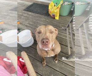 Labrador Retriever-Unknown Mix Dogs for adoption in Holly Springs, NC, USA