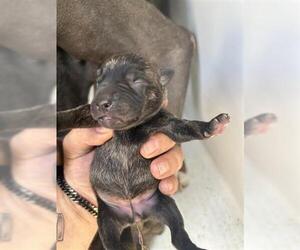 American Pit Bull Terrier-Unknown Mix Dogs for adoption in Houston, TX, USA