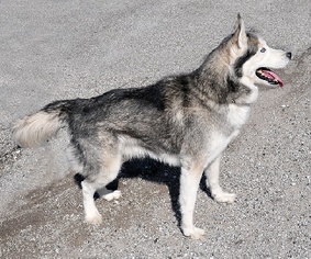 Siberian Husky Dogs for adoption in Madison, IN, USA