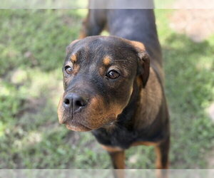 Rottweiler-Unknown Mix Dogs for adoption in Tulsa, OK, USA