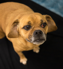 Puggle Dogs for adoption in Birdsboro, PA, USA