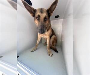 German Shepherd Dog Dogs for adoption in Houston, TX, USA