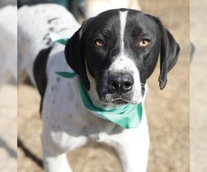 Great Dane-Unknown Mix Dogs for adoption in San Antonio, TX, USA