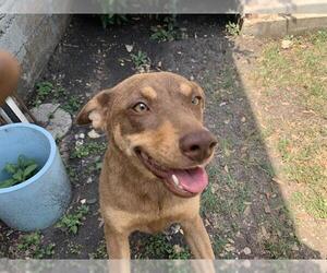 Mutt Dogs for adoption in San Antonio, TX, USA