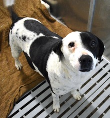 Pointer Dogs for adoption in Bryan, TX, USA