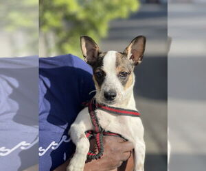 Jack Russell Terrier Dogs for adoption in Dana Point, CA, USA