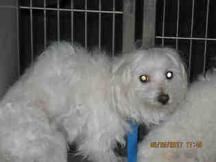 Maltese Dogs for adoption in Lathrop, CA, USA