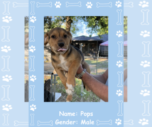 Labrador Retriever-Unknown Mix Dogs for adoption in The Woodlands, TX, USA