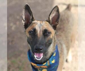 Mutt Dogs for adoption in San Antonio, TX, USA