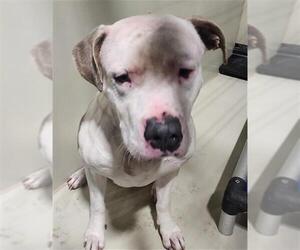 American Pit Bull Terrier Dogs for adoption in Bakersfield, CA, USA