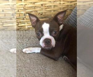 Boston Terrier Dogs for adoption in Pataskala, OH, USA