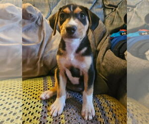 Labbe Dogs for adoption in Chester, VA, USA