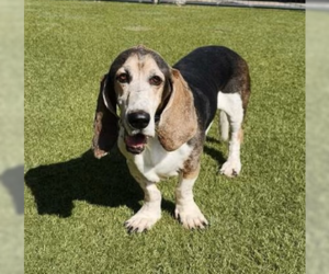 Basset Hound Dogs for adoption in Denton, TX, USA