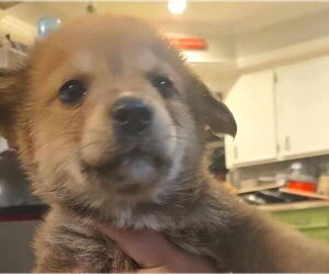 Collie-Huskies Mix Dogs for adoption in Princeton, MN, USA