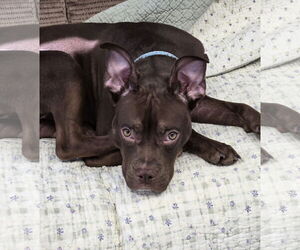 Boxer-Unknown Mix Dogs for adoption in Cliffwood, NJ, USA