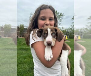 Australian Shepherd-Great Pyrenees Mix Dogs for adoption in New London, WI, USA