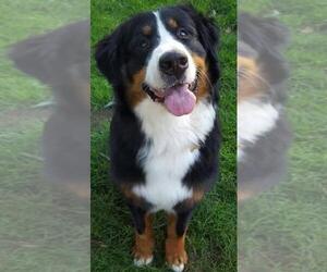 Bernese Mountain Dog Dogs for adoption in Cuba, NY, USA