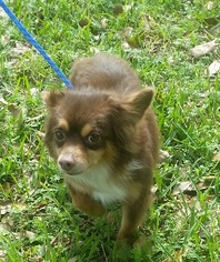 Papshund Dogs for adoption in Missouri City, TX, USA