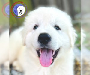 Great Pyrenees Dogs for adoption in Spring, TX, USA
