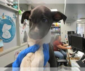 American Pit Bull Terrier-Unknown Mix Dogs for adoption in Oklahoma City, OK, USA