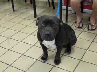 Medium Photo #1 American Pit Bull Terrier Puppy For Sale in West Palm Beach, FL, USA