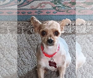 Mutt Dogs for adoption in Plymouth, MN, USA