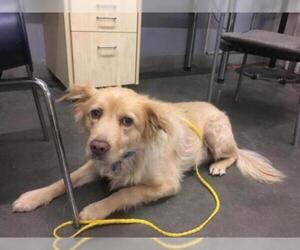 Australian Retriever Dogs for adoption in Camarillo, CA, USA