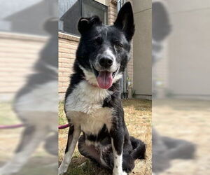 Border Collie Dogs for adoption in Salinas, CA, USA