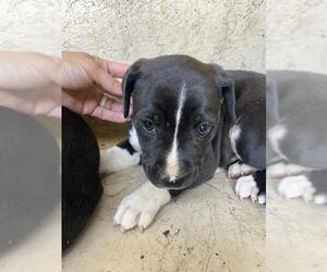 American Pit Bull Terrier-Unknown Mix Dogs for adoption in Oklahoma City, OK, USA